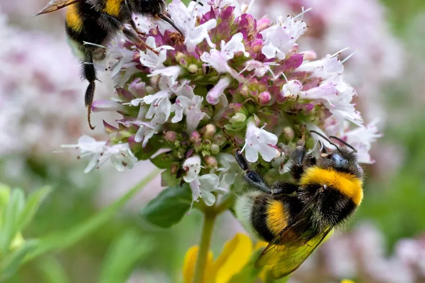 hommels op wilde marjolein