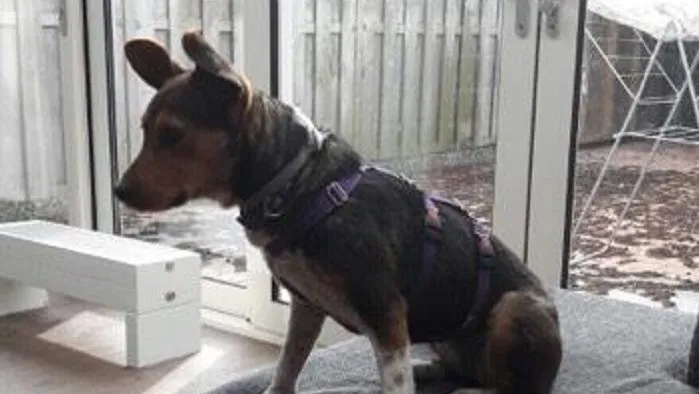 hond noekie vermist e1488721159236