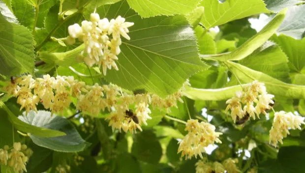 i9bfbq6fdqihggq6ummq8if5o lindes