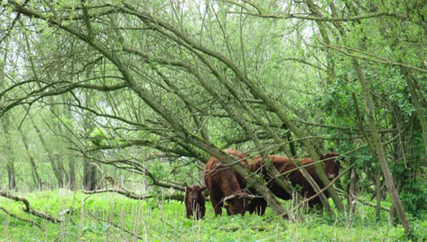 i9wodsimghyskwtq7pp6navmj waalweelde