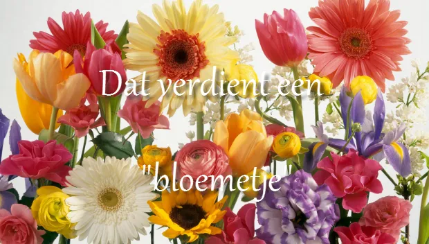 ijupb9fzho43109kwu9mqjc3p bloemetje