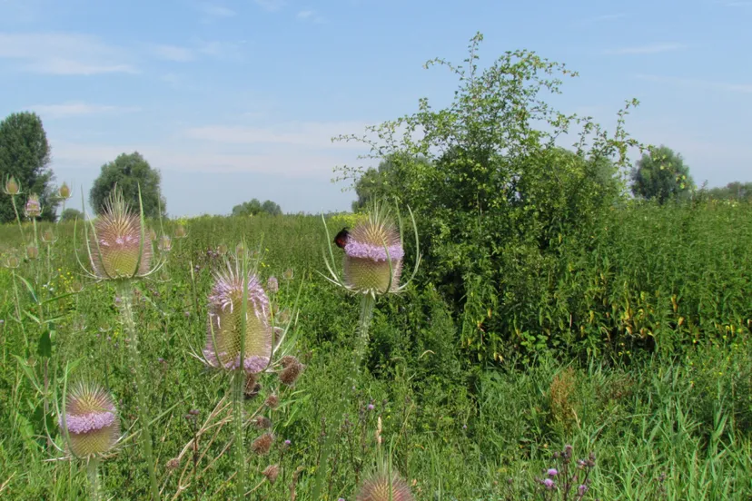 ivn zomerwandeling een kaardebol