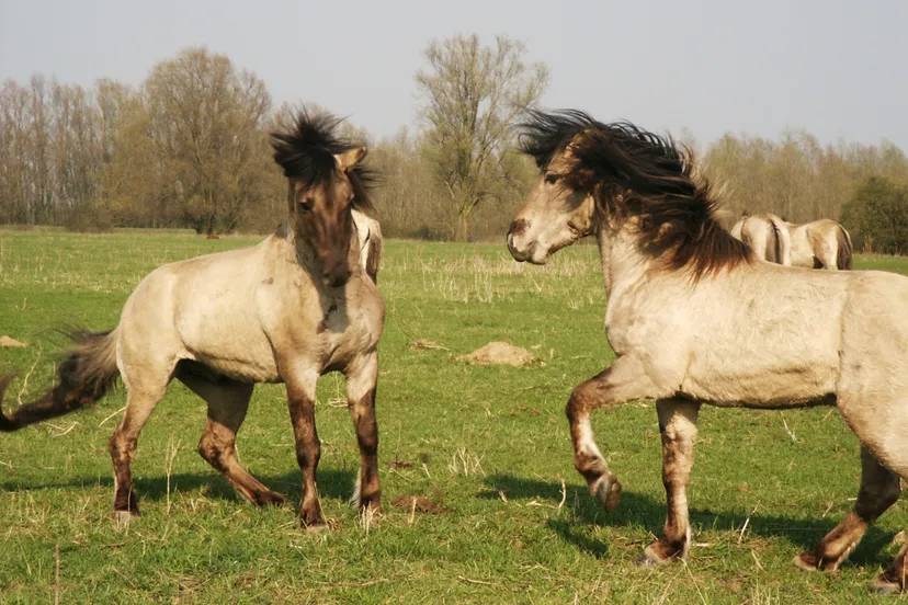 j1oiv6e5n8ut962s8qoragdsf fotodijkm2014 05 04struintocht1