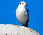 jcczrhpiex66g9or9yitlx0cc 223664