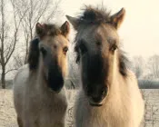 jmromwivd4vaky21nbth12aol 221951