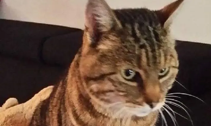 kat pluisje vermist e1477040199418