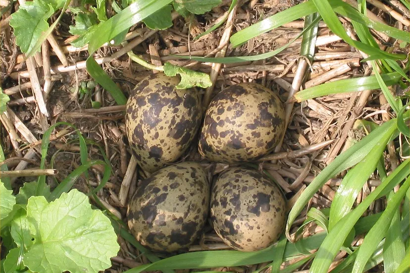 kievitsnest vanellus vanellus