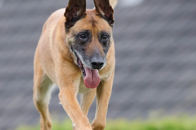 kindercollege hoe wordt een hond een politiehond1