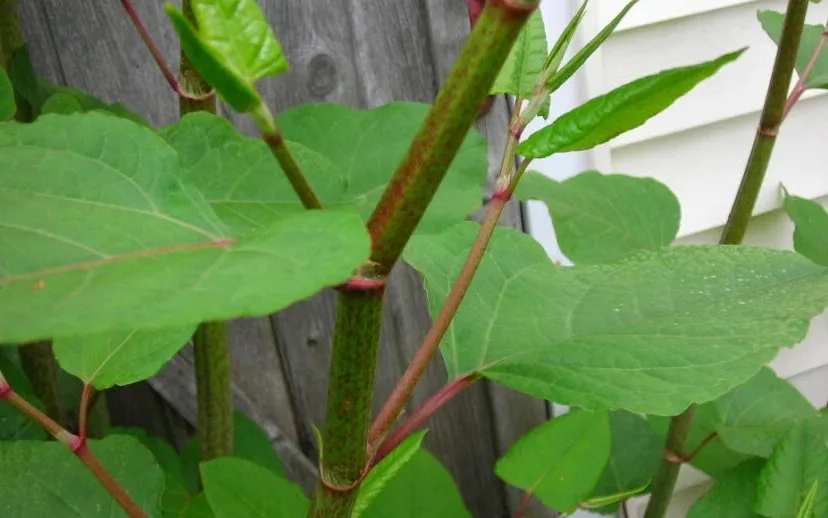 knotweed 915x518 1