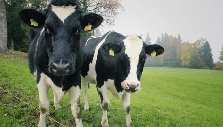 koeien waldo93pixabay 715x408