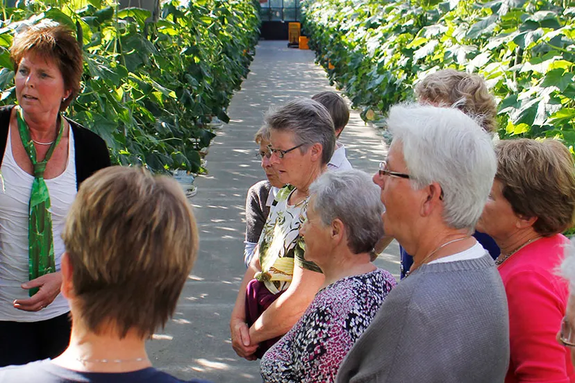 komkommerkwekerij willems