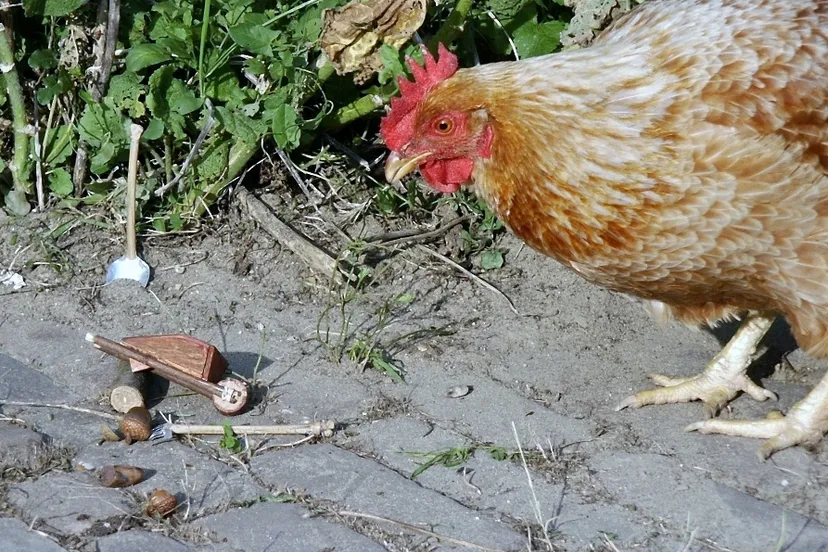 l11prosve6ikz47a4lic8skjh fotodijkmagazijn2014 10 03kabouterheemtuinkip