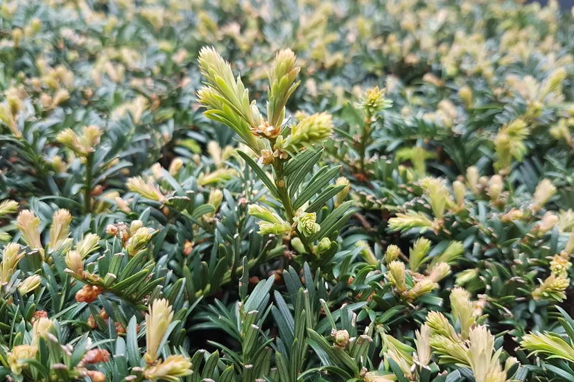 laat uw taxussnoeisel gratis ophalen door stichting taxus taxi