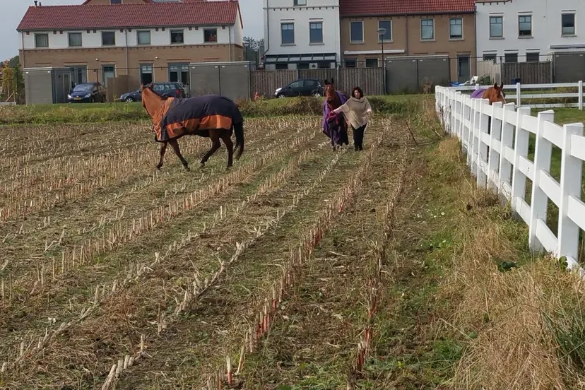 logebroken paarden beuningen