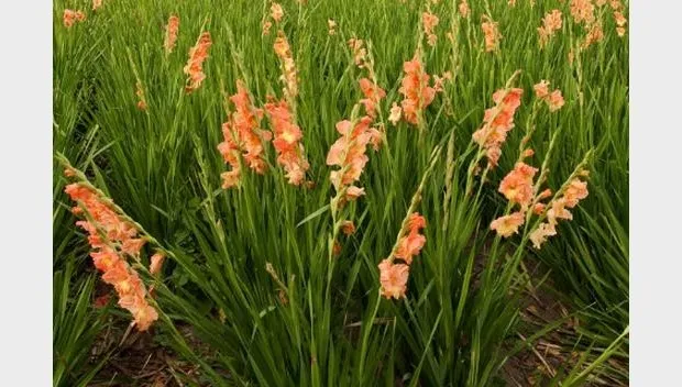 lxtvqc7025rk9l89dif1lob9c vierdaagse 2