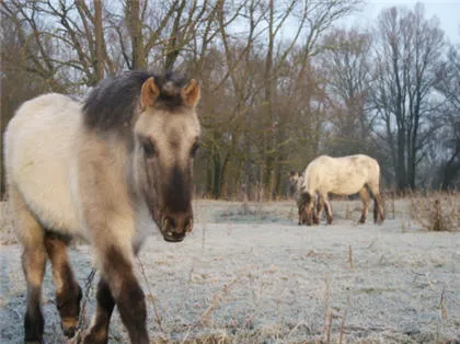 lyzxfycjx38cbyc1157faflt6 40036