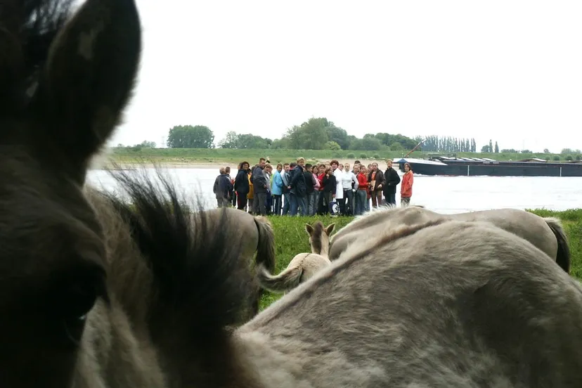 m6sejkcj9xwt6lka20st2l2ot afbeelding paarden soap 2