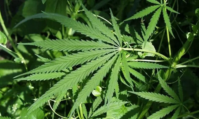 ma0y52w7okyzqxxafi73xmub1 hq hennep wiet rechtenvrij