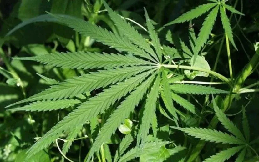 ma0y52w7okyzqxxafi73xmub1 hq hennep wiet rechtenvrij 915x518