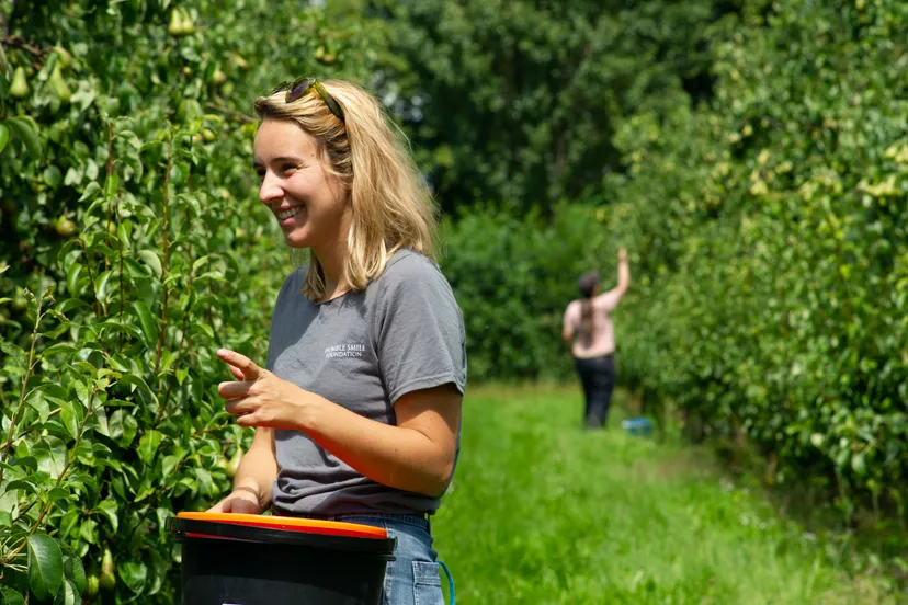 marieke plukt peren levien lockefeer waalgaard juli 2020