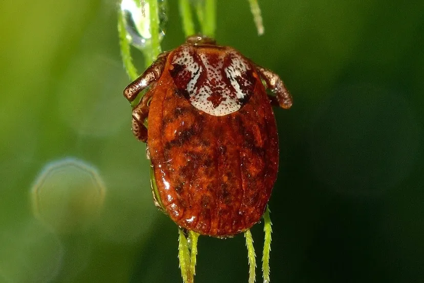 mite 751496 1280 e1436444746637