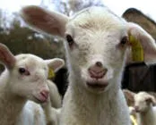 mwiqwas7keama7v2hwr6qzeo8 16825