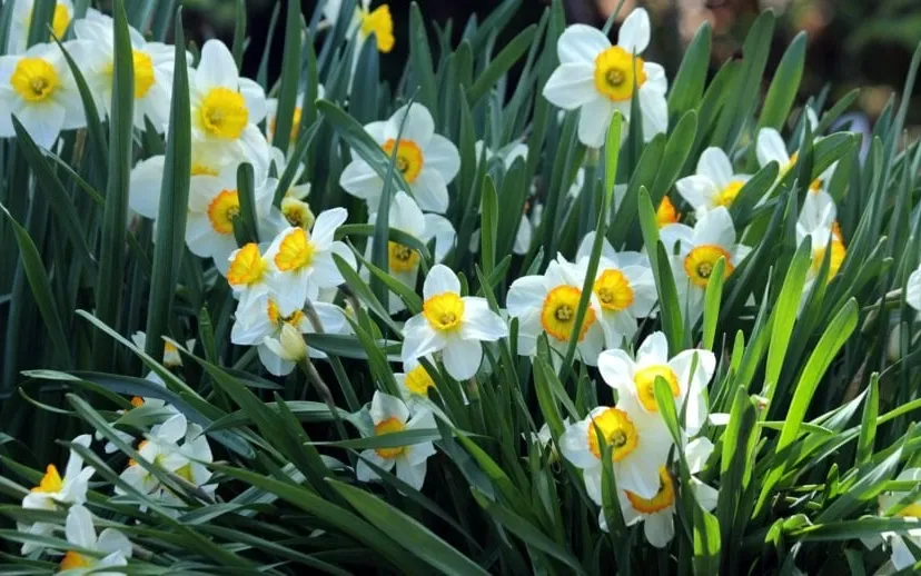 narcissen lente 915x518