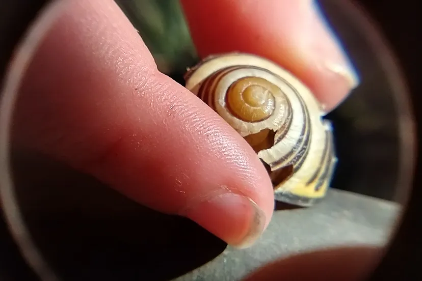 natuurschattenverzamelen