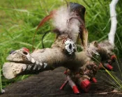 nt6u7k7zmn6idx3yqrsvg6zll 228903