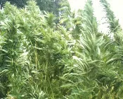 oc94656dmq9cwklej99bh709h 218254