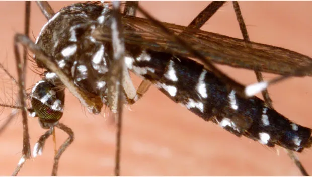 ojc8cb65kx8g50cndedg1nqii aziatische mug