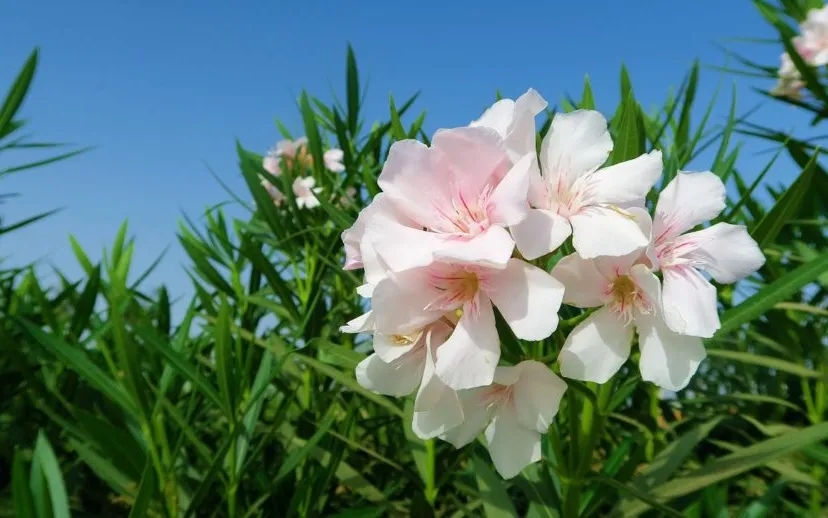 oleander 3639050 1280 915x518