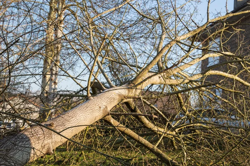 omgewaaide boom kopie