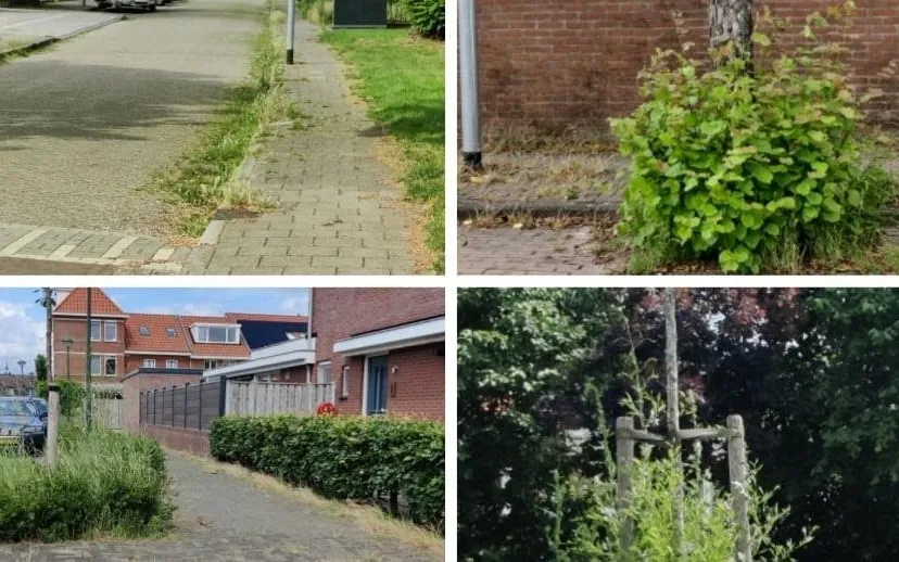 onkruid gemeente beuningen