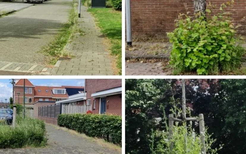 onkruid gemeente beuningen