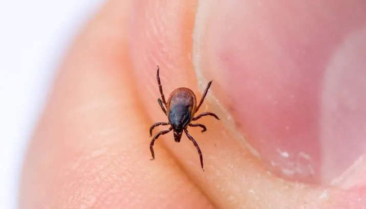 opnieuw toename lyme patienten 715x408