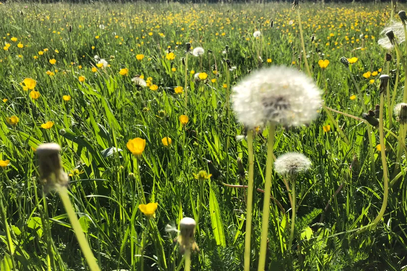 paardenbloem lente ommetje