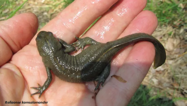 pcb3tqnyn6ogebrwrdewfwg1g italiaanse kamsalamander