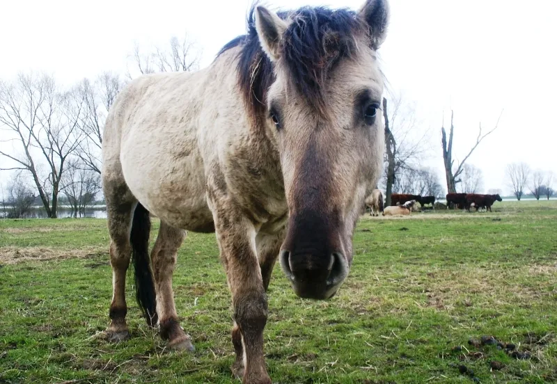persbdijkm2023 wildepaarden
