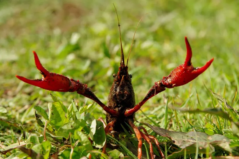 procambarus clarkii 01