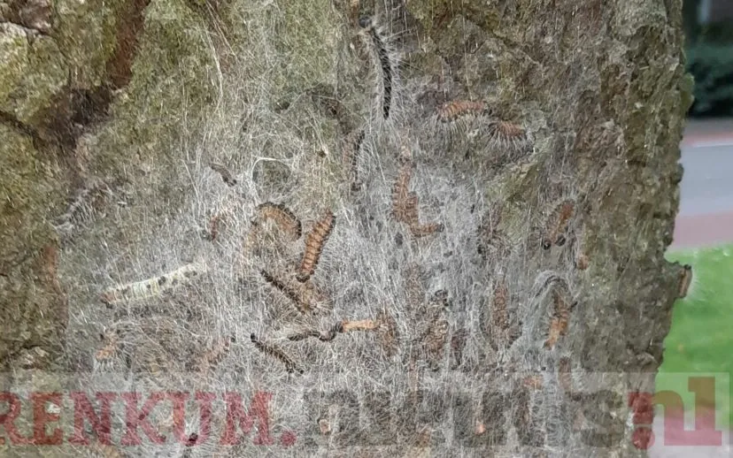 processierups renkum 3 915x518 1