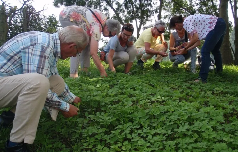 proeverij van wilde kruiden