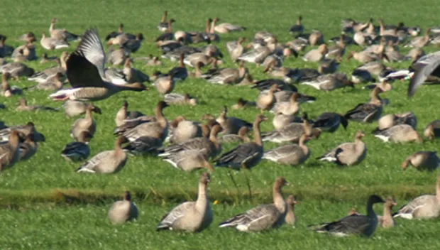 qf0u668oz7n1w9mf150elz1uw ganzen