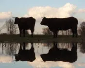 qgf0nwiqt5nns4l1haizpc0ra 228983