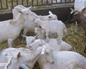 qm91ntp5eiftt4skkoqf8mwm6 207318