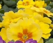 qr13djml6vo7clhojqued4yoi 226617