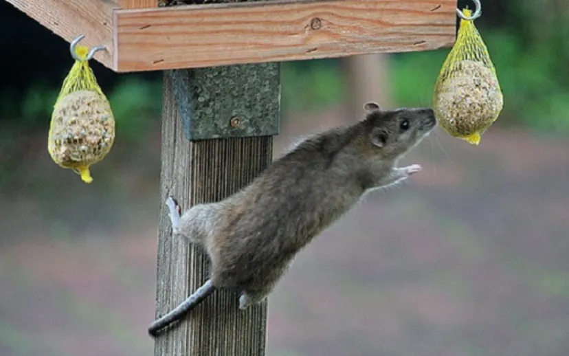 ratten in de omgeving 915x518 1