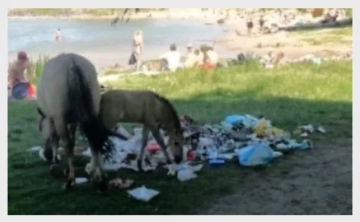 rcniwpdcvq1l4g9centoyu6pv schone waal paarden