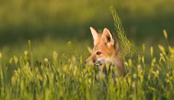 red fox 2 gallery 707x408