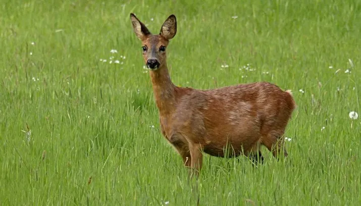 ree 784034 960 720 715x408